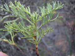 Notobubon striatum