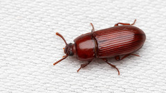 Uloma culinaris