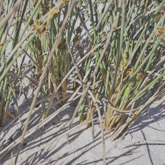 Cladoraphis cyperoides