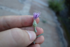 Centaurea arenaria