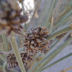 Cladoraphis cyperoides