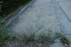 Centaurea arenaria