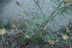 Centaurea arenaria