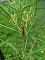 Danaus plexippus