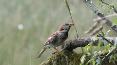 Passer domesticus