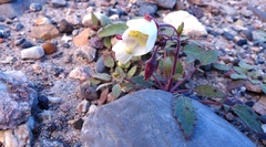 Chylismia claviformis