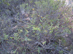 Notobubon striatum