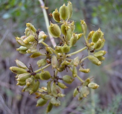 Notobubon striatum