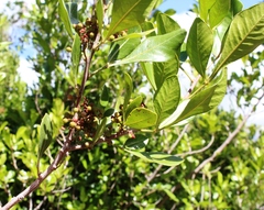 Searsia lucida lucida