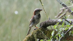Passer domesticus