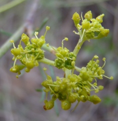 Notobubon striatum