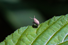 Aphrastus taeniatus