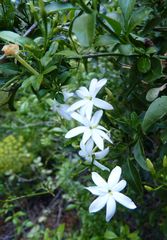 Jasminum tortuosum