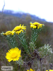 Relhania