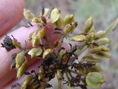 Notobubon striatum