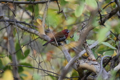 Hypargos niveoguttatus