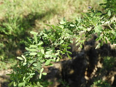 Geoffroea decorticans