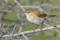 Phylloscopus sindianus lorenzii