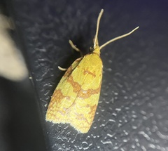 Sparganothis sulfureana