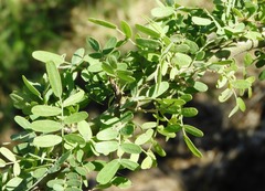 Geoffroea decorticans