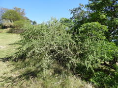 Geoffroea decorticans