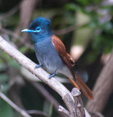 Terpsiphone viridis granti