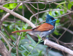 Terpsiphone viridis granti