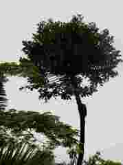 Cussonia sphaerocephala