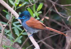 Terpsiphone viridis granti