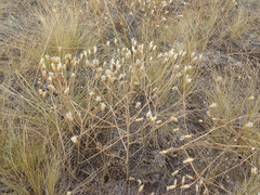 Klasea erucifolia