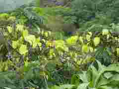 Dioscorea cotinifolia