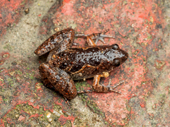 Microhylinae