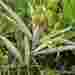 Eriosema salignum - Photo (c) graham_g,  זכויות יוצרים חלקיות (CC BY-NC)