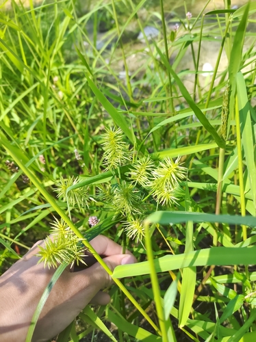 strawcolored flatsedge (Cyperus strigosus)