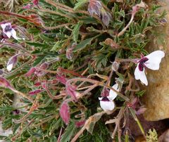 Pelargonium tricolor