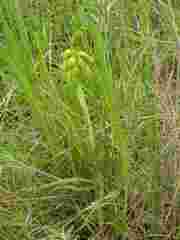 Orthochilus foliosus