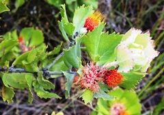 Leucospermum mundii