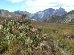 Protea grandiceps