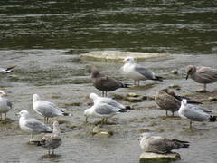 Larus argentatus