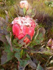 Protea grandiceps
