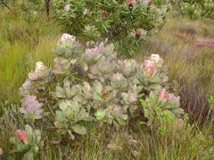 Protea grandiceps