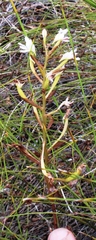 Disa sagittalis