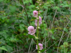 Begonia bulbillifera