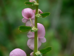 Begonia bulbillifera