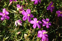 Chironia melampyrifolia