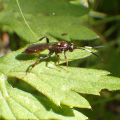 Melanichneumon disparilis