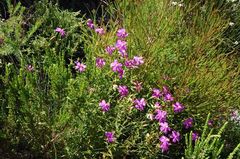Chironia melampyrifolia