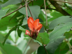 Erythrina breviflora