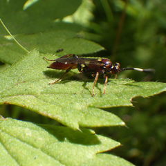 Melanichneumon disparilis