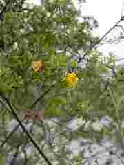 Lasiosiphon macropetalus